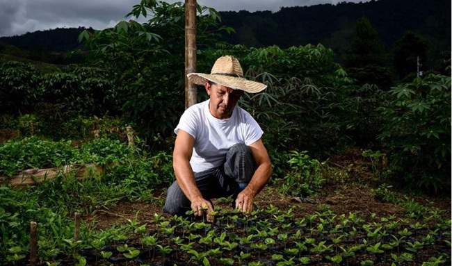 Exportaciones del agro colombiano aumentaron 26,2 %