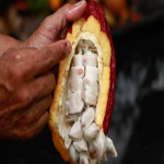 Día Mundial del Cacao: El Meta es referente en la producción nacional
