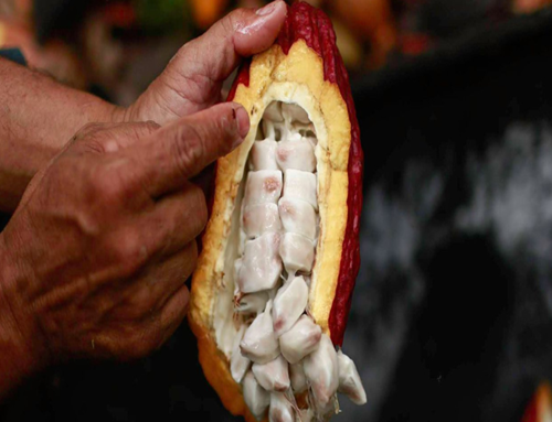 Día Mundial del Cacao: El Meta es referente en la producción nacional