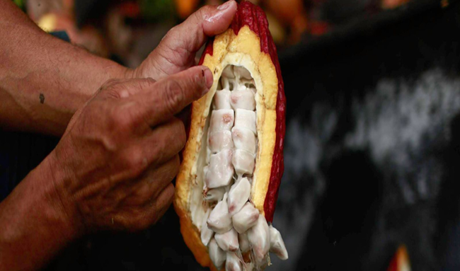 Día Mundial del Cacao: El Meta es referente en la producción nacional