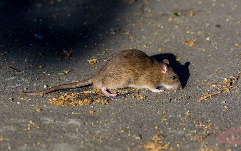 Vecinos de Bilbao viven entre ratas: crece la preocupación por plaga cerca al pondaje