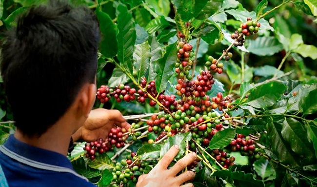 Exportaciones agropecuarias de Colombia crecen más de 26 % y dinamizan la economía