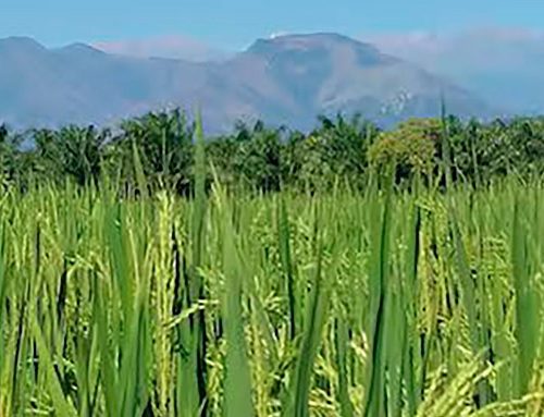 Gobierno fija precio mínimo para proteger a pequeños arroceros
