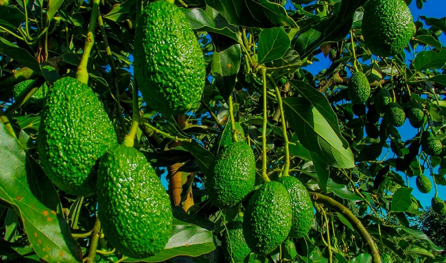 Gobierno protege a 997 campesinos del Catatumbo con seguros agropecuarios subsidiados