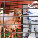 Remates de Asocebú en Agroexpo 2025 cierran con éxito: más de $1.700 millones en ventas de genética cebuina