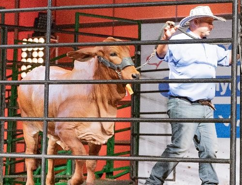 Remates de Asocebú en Agroexpo 2025 cierran con éxito: más de $1.700 millones en ventas de genética cebuina