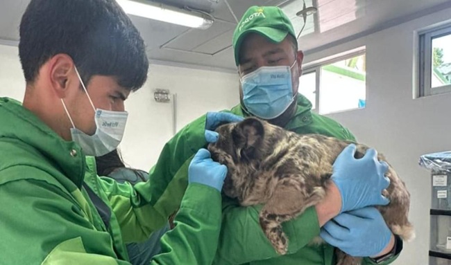 Distrito rescató a cuatro perros bulldog por riesgos en salud y posible maltrato