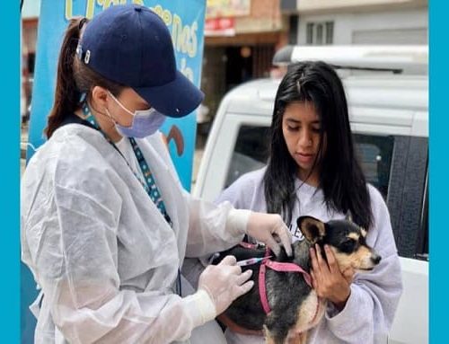 Usaquén impulsa jornada gratuita de atención veterinaria en El Codito