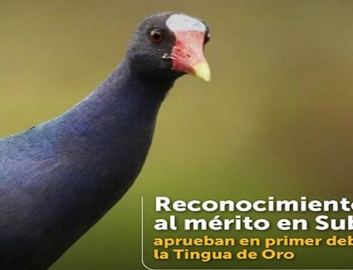 Aprueban en primer debate proyecto para crear la condecoración ‘Tingua de Oro’ en Suba