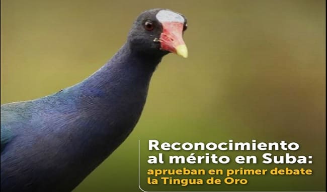 Aprueban en primer debate proyecto para crear la condecoración 'Tingua de Oro' en Suba