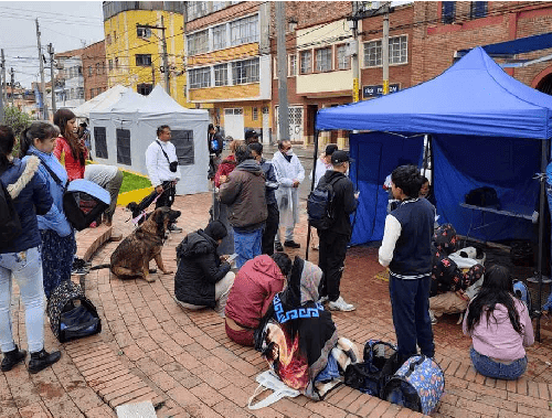 ¡Usaquén se pone la 10 con los peluditos! Llegan jornadas gratuitas para mascotas