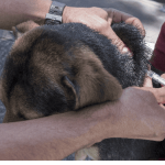 Más de 130 puntos en Bogotá para vacunar gratis a perros y gatos contra la rabia