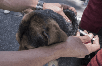 Más de 130 puntos en Bogotá para vacunar gratis a perros y gatos contra la rabia