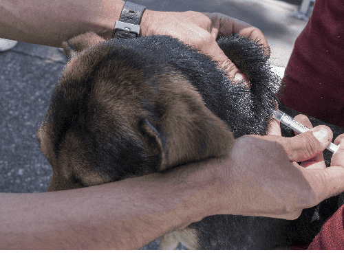 Más de 130 puntos en Bogotá para vacunar gratis a perros y gatos contra la rabia