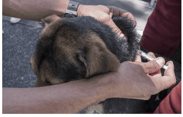 Más de 130 puntos en Bogotá para vacunar gratis a perros y gatos contra la rabia