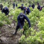 Gobierno destina $ 400.000 millones para programa de sustitución de cultivos de uso ilícito en Nariño