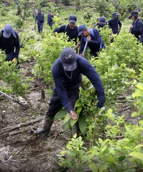 Gobierno destina $ 400.000 millones para programa de sustitución de cultivos de uso ilícito en Nariño