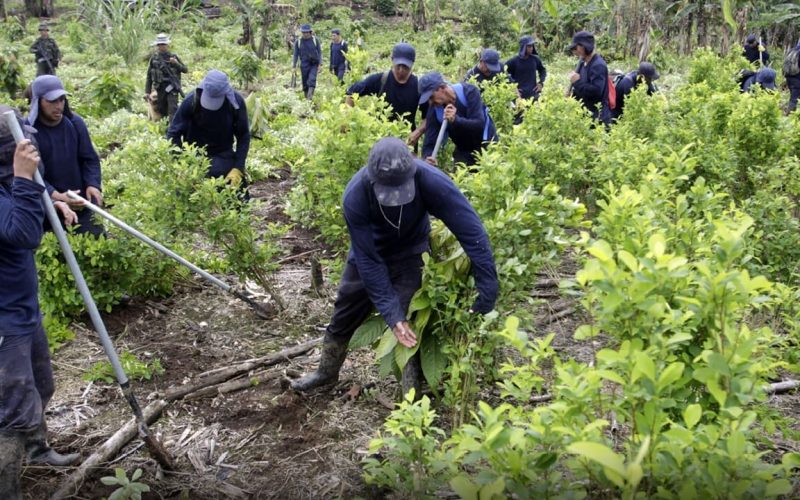 Gobierno destina $ 400.000 millones para programa de sustitución de cultivos de uso ilícito en Nariño