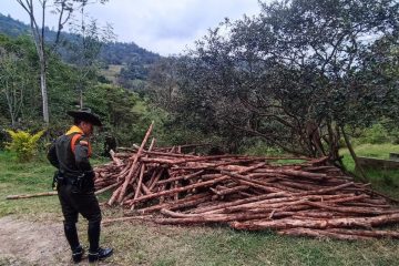 CAR y Policía frenan devastación de bosque seco tropical en Sumapaz