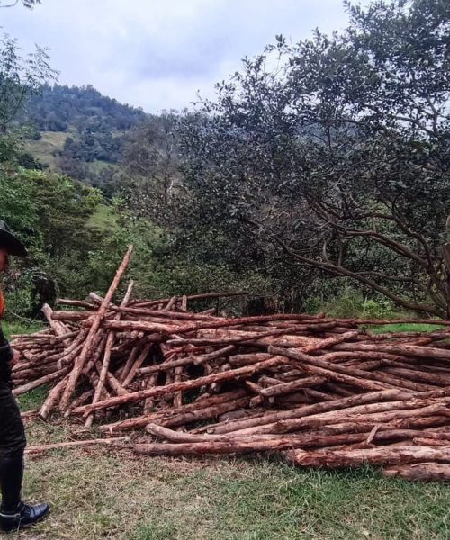 CAR y Policía frenan devastación de bosque seco tropical en Sumapaz