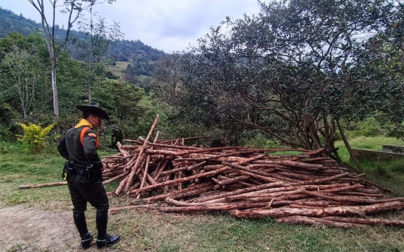 CAR y Policía frenan devastación de bosque seco tropical en Sumapaz