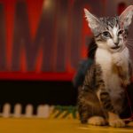 Suba sigue dejando huella en el bienestar animal: Inicia estrategia integral con cuatro frentes de acción