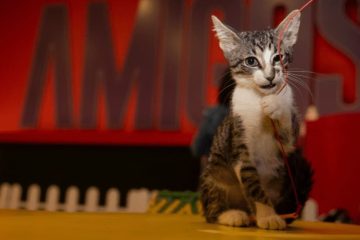 Suba sigue dejando huella en el bienestar animal: Inicia estrategia integral con cuatro frentes de acción