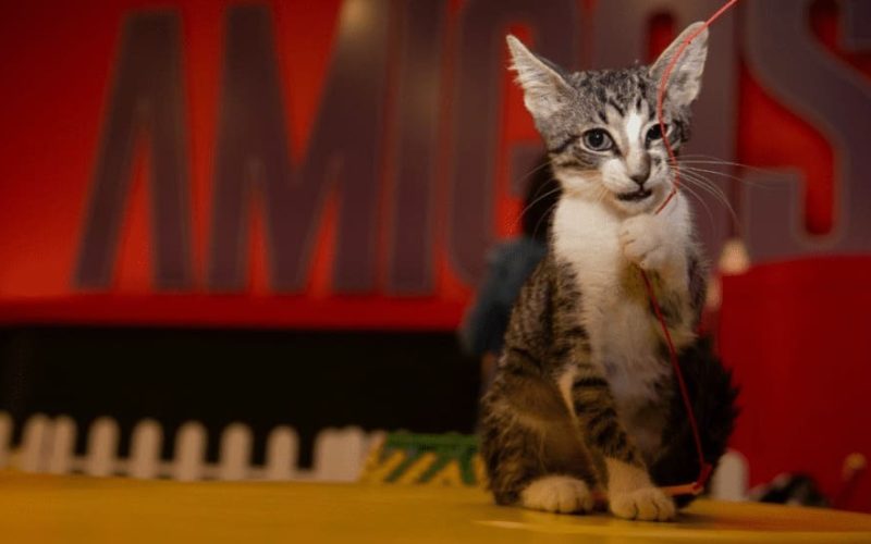 Suba sigue dejando huella en el bienestar animal: Inicia estrategia integral con cuatro frentes de acción