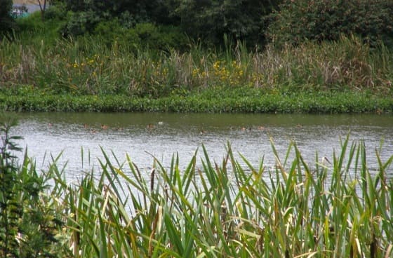 Río Juan Amarillo, entre basura y abandono: Residentes de Suba claman por intervención social y ambiental