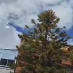 Árbol amenaza vidas en el barrio Prado Veraniego: denuncia ciudadana por riesgo eléctrico
