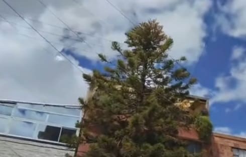 Árbol amenaza vidas en el barrio Prado Veraniego: denuncia ciudadana por riesgo eléctrico
