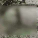 Investigan posible ritual satánico tras hallazgo de una perrita sin vida en Natagaima, Tolima