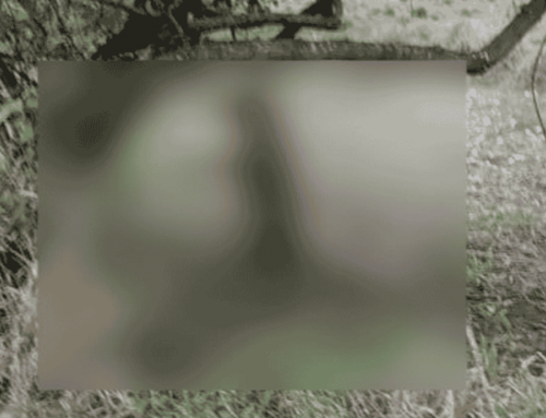 Investigan posible ritual satánico tras hallazgo de una perrita sin vida en Natagaima, Tolima