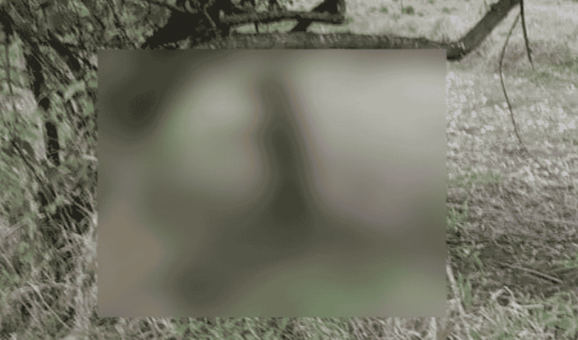 Investigan posible ritual satánico tras hallazgo de una perrita sin vida en Natagaima, Tolima