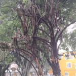 ¡Alerta ambiental en Suba! comunidad de Costa Azul denuncia poda ilegal y mutilación severa de árboles en parque público