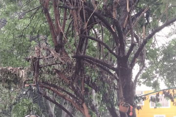 ¡Alerta ambiental en Suba! comunidad de Costa Azul denuncia poda ilegal y mutilación severa de árboles en parque público