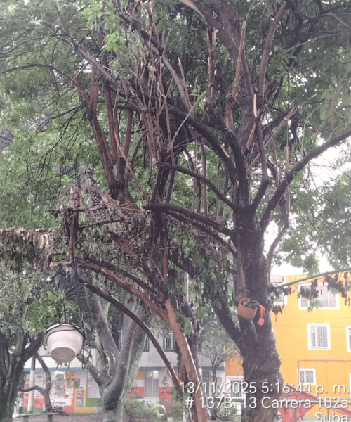 ¡Alerta ambiental en Suba! comunidad de Costa Azul denuncia poda ilegal y mutilación severa de árboles en parque público