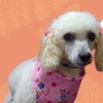 Buscan a ‘Navy’, perrita perdida en el barrio Bilbao de Suba