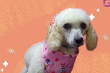 Buscan a ‘Navy’, perrita perdida en el barrio Bilbao de Suba