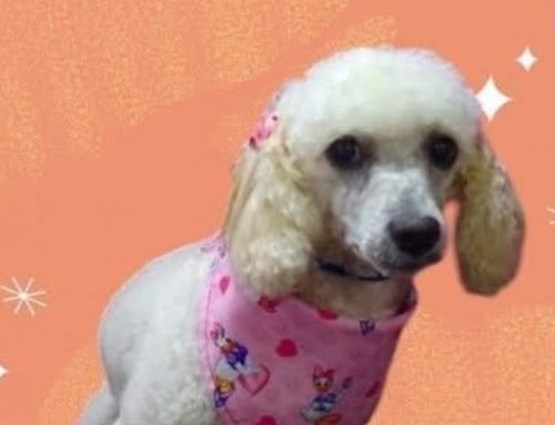 Buscan a ‘Navy’, perrita perdida en el barrio Bilbao de Suba