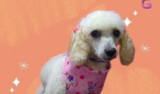 Buscan a ‘Navy’, perrita perdida en el barrio Bilbao de Suba