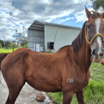 Equinos héroes entregan sus riendas de servicio: 10 caballos inician una nueva vida