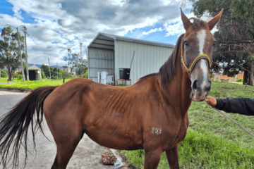 Equinos héroes entregan sus riendas de servicio: 10 caballos inician una nueva vida