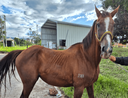 Equinos héroes entregan sus riendas de servicio: 10 caballos inician una nueva vida