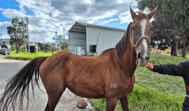 Equinos héroes entregan sus riendas de servicio: 10 caballos inician una nueva vida