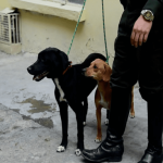 Alcaldía de Engativá lideró la recuperación de ‘Lilo’ y ‘Canela’, dos animales de compañía presuntamente maltratadas