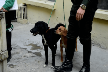 Alcaldía de Engativá lideró la recuperación de ‘Lilo’ y ‘Canela’, dos animales de compañía presuntamente maltratadas