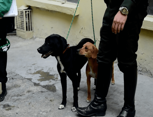 Alcaldía de Engativá lideró la recuperación de ‘Lilo’ y ‘Canela’, dos animales de compañía presuntamente maltratadas