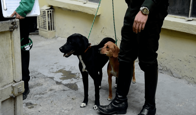 Alcaldía de Engativá lideró la recuperación de ‘Lilo’ y ‘Canela’, dos animales de compañía presuntamente maltratadas