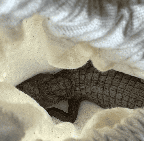 Tenencia ilegal de fauna silvestre: CAR rescata babillas y tortuga trasladadas entre departamentos